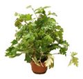 Cissus Oak Ivy